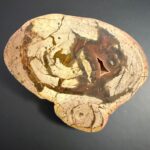 Versteinerter Kot von Dinosauriern heißt in der Wissenschaft Koprolith (Kotstein), angeschnitten poliert