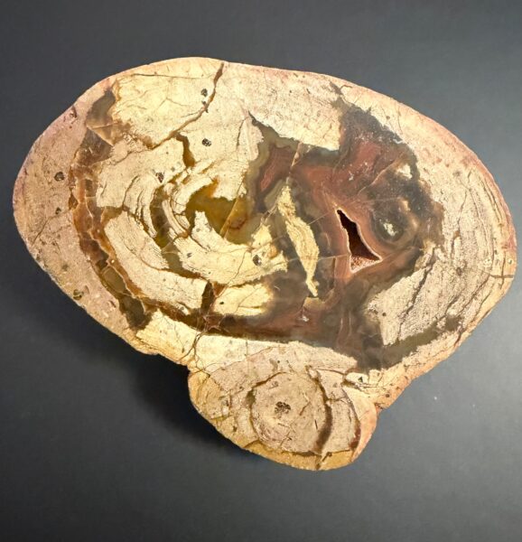 Versteinerter Kot von Dinosauriern heißt in der Wissenschaft Koprolith (Kotstein), angeschnitten poliert