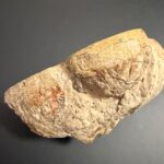 Versteinerter Kot von Dinosauriern heißt in der Wissenschaft Koprolith (Kotstein), angeschnitten poliert