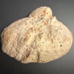Versteinerter Kot von Dinosauriern heißt in der Wissenschaft Koprolith (Kotstein), angeschnitten poliert